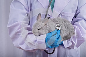 veterinarian and the gray rabbit in his arms wearing blue gloves in the doctor\'s office