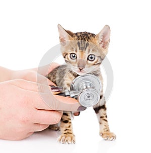 Veterinarian hand examining a bengal kitten. isolated