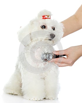 Veterinarian hand examining a dog.