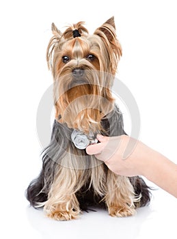 Veterinarian hand examining a puppy. Focus on the hand. isolated