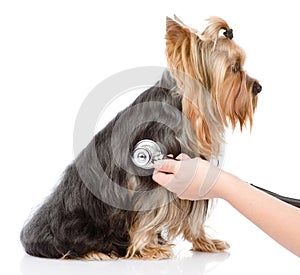 Veterinarian hand examining a puppy. isolated on white background