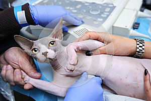 Veterinarian hand holding cat to carry an ultrasound examination, another hand adjusting ultrasonic machine