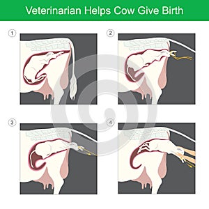 Veterinarian Helps Cow Give Birth.