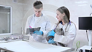 The veterinarian and his assistant record the cat's health indicators during the examination in the laboratory.