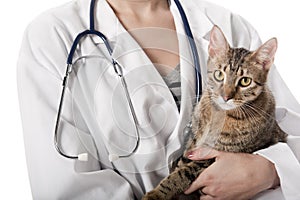 Veterinarian holding a cat