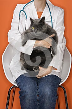 Veterinarian holding cat. photo