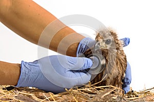 Veterinarian holding and checkup young Red-backed Sea-eagle with