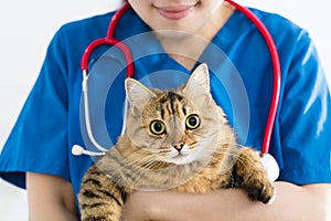 Veterinarian holding cute cat on hands