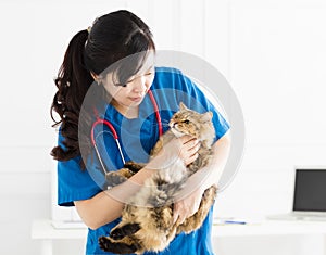 Veterinarian holding cute cat on hands