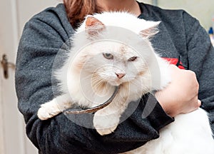 Veterinarian holding cute white cat with collar in shelter