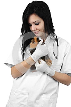 A veterinarian holding a guinea pig