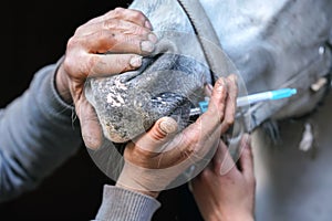 Veterinarian holding horse mouth closed, after applying sedative from small syringe, close-up detail