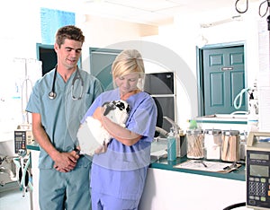 Veterinarian holding a rabbit