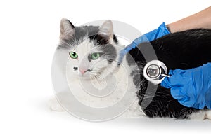 Veterinarian holding stethoscope and check up a Siamese cat stomach that lies on white table. Examination health of pet