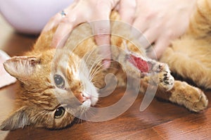 Veterinarian holding wounded cat