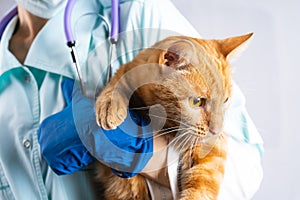 A veterinarian holds a bright red cat in his arms. Animal Health Concept