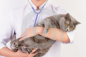 The veterinarian holds a cat in her arms