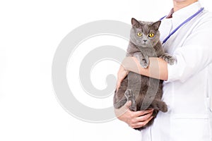 The veterinarian holds a cat in her arms