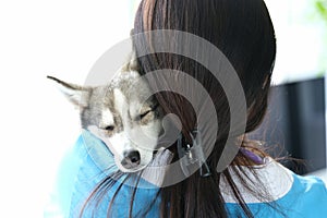 Veterinarian holds cute sleeping husky dog in arms