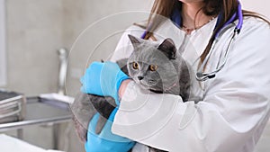 A veterinarian holds a grey British cat in his arms. Veterinary clinic