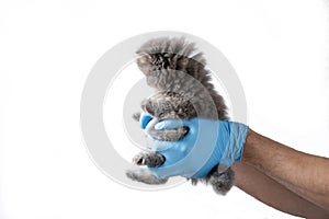 Veterinarian holds in the hands of a small kitten on a white isolated background.