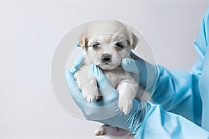 A veterinarian holds a small puppy in his hands 1