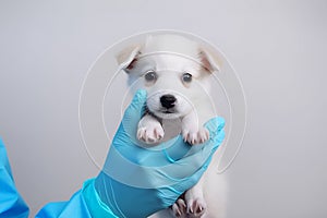 A veterinarian holds a small puppy in his hands