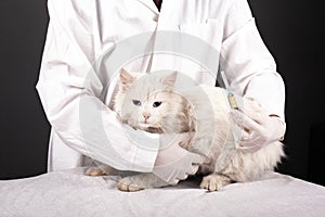 Veterinarian holds a white cat and a syringe. treatment of a sick animal, injection preparation, veterinary clinic