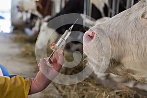 Veterinarian with injection for cows