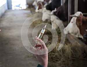 Veterinarian with injection for cows photo
