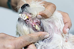 Veterinarian inspecting dog teeth with plaque, cavity,  gingivitis problem photo