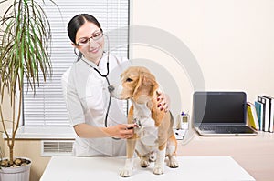 Veterinarian listens dog