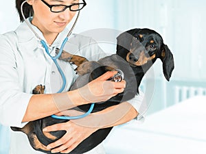 Veterinarian listens dog by stethoscope