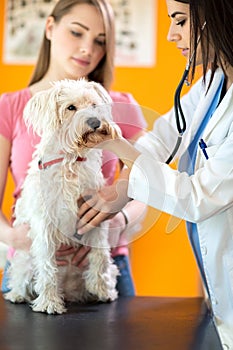 Veterinarian listens sick dog with stethoscope