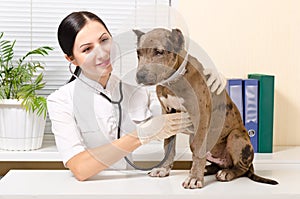 Veterinarian listens stethoscope pit bull puppy