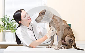 Veterinarian listens stethoscope pitbull puppy
