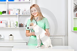 Veterinarian listens a stethoscope to a   dog