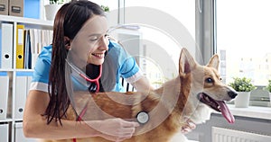 The veterinarian listens with a stethoscope to the lungs dog