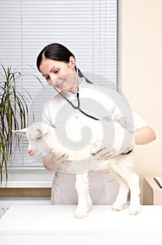 Veterinarian listens to a stethoscope a goat