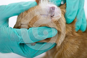 Veterinarian looking ear of a cat,close up