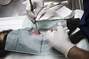 cat sterilization and vet