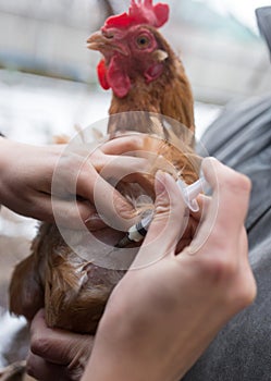 Veterinarian makes injection chicken farm