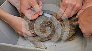 A veterinarian makes an injection of a rabbit, vaccination against a disease.