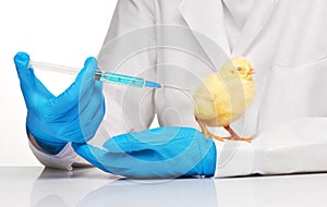 Veterinarian makes an injection to chicken with syringe