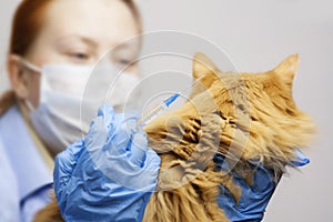 A veterinarian makes an injection of a vaccine to a pet cat