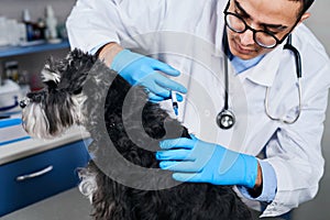 Veterinarian making a vaccine to a domestic dog