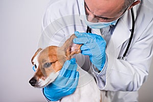 Veterinarian man working on clinic with cute small jack russell dog. Wearing protective gloves and mask during quarantine. Doctor