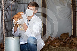 Veterinarian in mask holding brown chicken