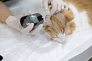 A veterinarian measures a cat& x27;s glucose level in a veterinary clinic. The cat sits calmly on the table while the