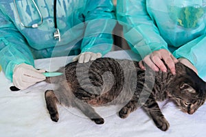 Veterinarian measuring the temperature of little kitten